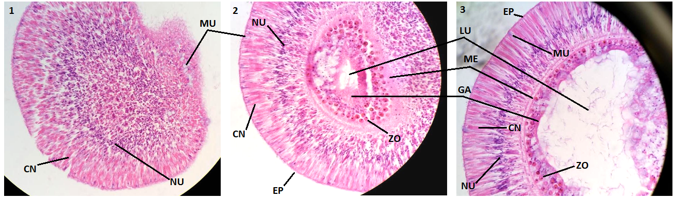 figure image